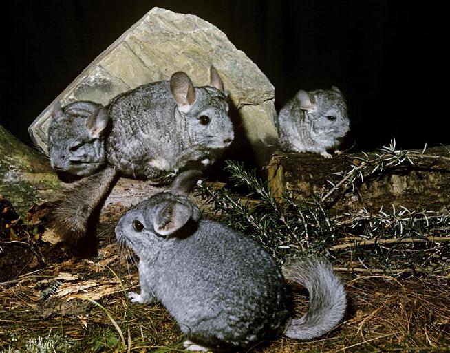 To Get to $7B in Gold, They Have to Wrangle Rare Rodents