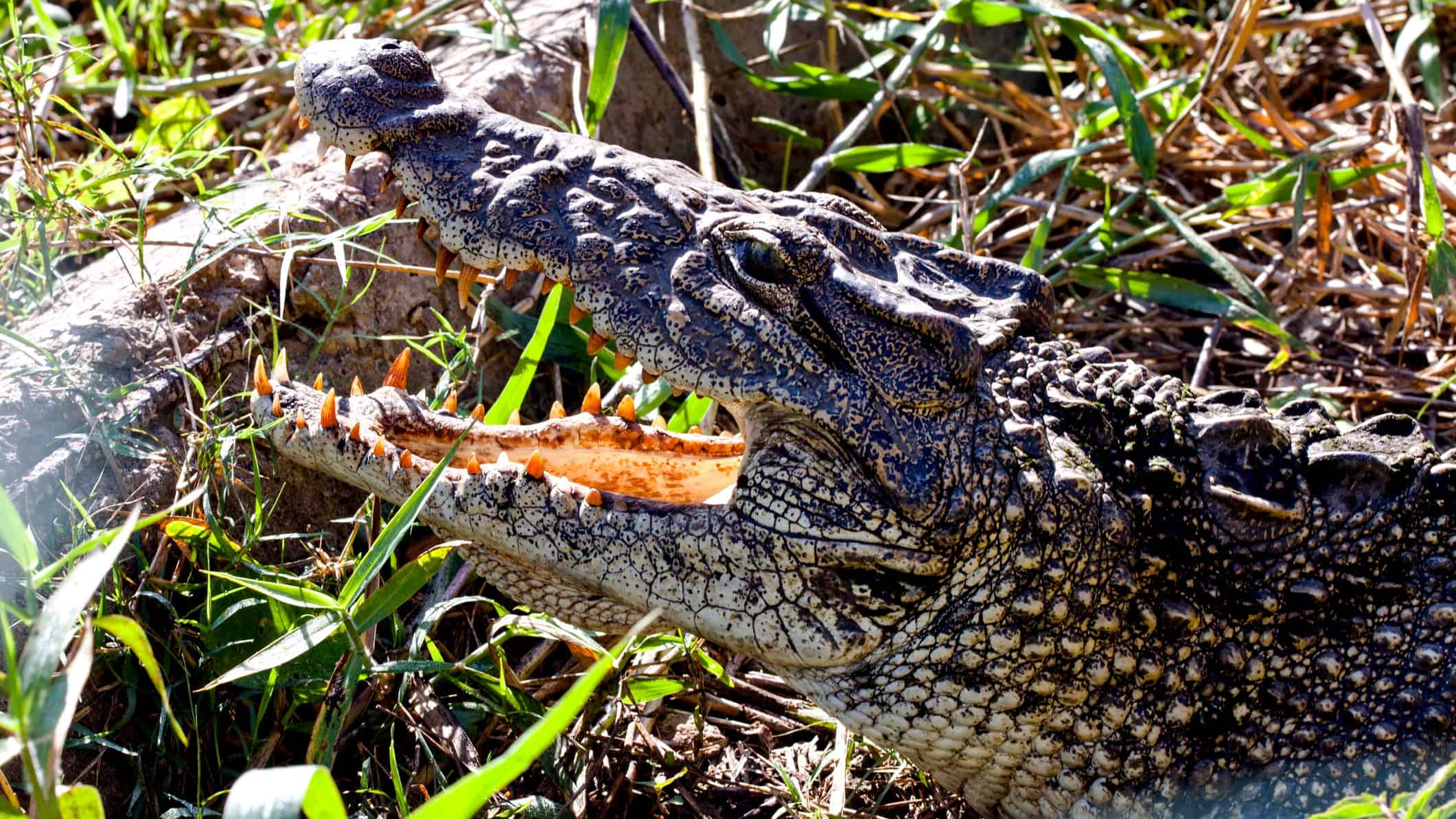 Here’s why the Alligator Energy (ASX:AGE) share price was snapping higher today